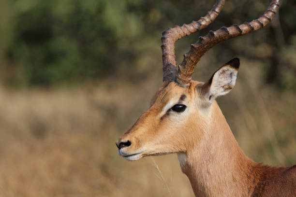 istock Schwarzfersenantilope / Impala / Aepyceros melampus 2194264444