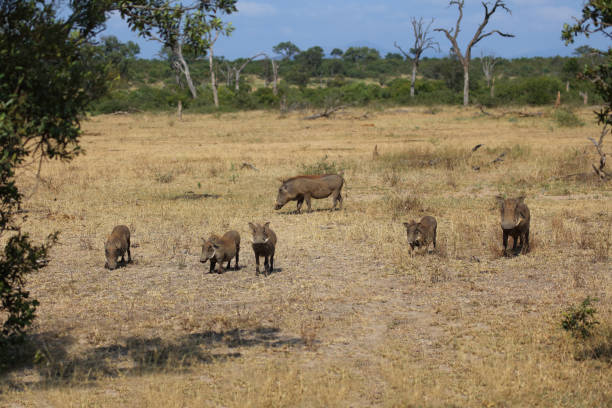 istock Warzenschwein / Warthog / Phacochoerus africanus 2194264651