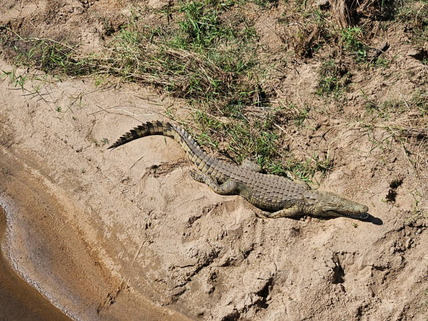 istock Nilkrokodil / Nile crocodile / Crocodylus niloticus 2194264801