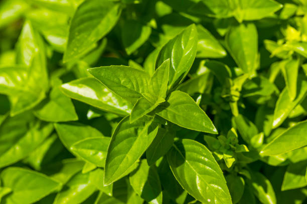 Organic Raw Green Basil Leaves on a Plant Outside