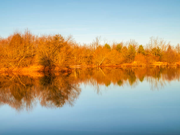 Sunlight on the trees on a cold winter morning by the lake