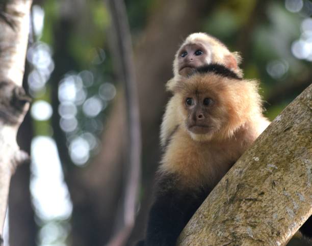 istock Capuchin Monkeys - Mom with Baby on Her Back (Looking Away) 2194267428