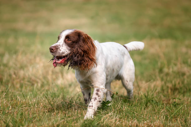 istock Springer Spaniel dog in a field in Bracknell 2194267474