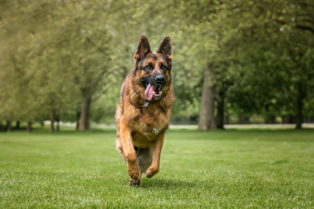 istock German Shepherd Dog on Windsor Long Walk on a fast run 2194268040