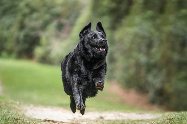 istock Black Labrador Retriever at Virginia Water on a run and flying high by the forest path 2194268586