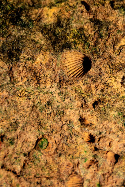 istock Fossils on the walls of the Samula Cenote I 2194268600