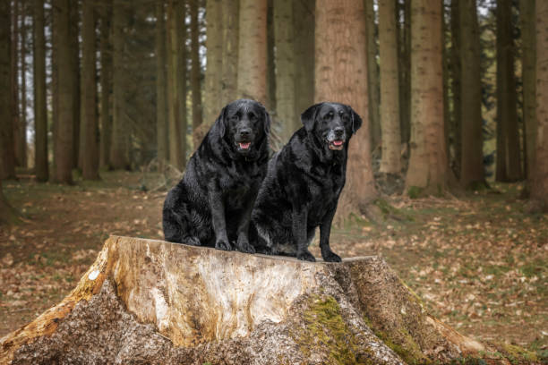 istock Two Black Labrador Retrievers at Virginia Water on a tree stump in the forest 2194268606