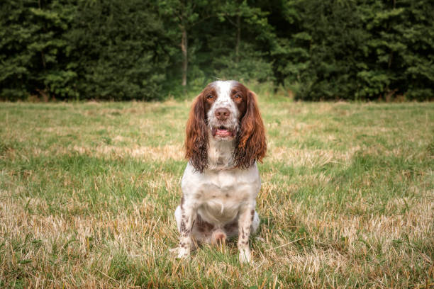 Springer Spaniel dog in a field in Bracknell in the summer