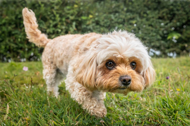 istock Cavachon on Ascot Racecourse in Berkshire 2194268877