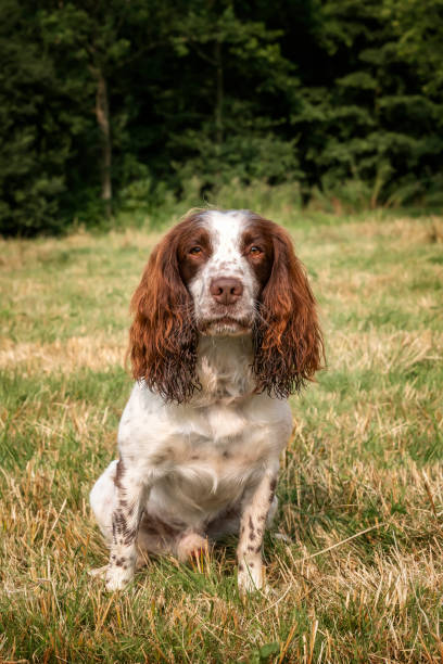 istock Springer Spaniel dog in a field in Bracknell 2194268950