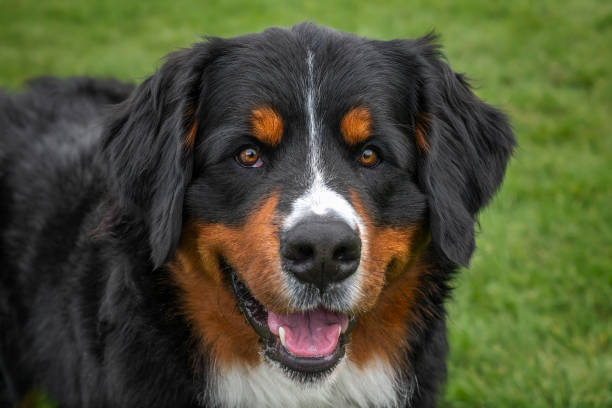 istock Bernese Mountain Dog on Windsor Long Walk looking happy at the camera 2194269092