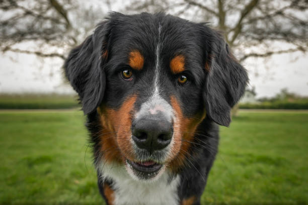 Playful Bernese Mountain Dog running on agricultural field while crops and trees in background