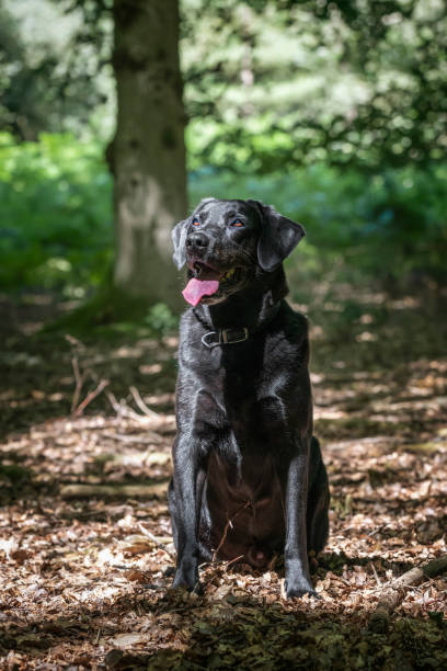 istock Black Labrador in Windsor forest Great Park 2194269217