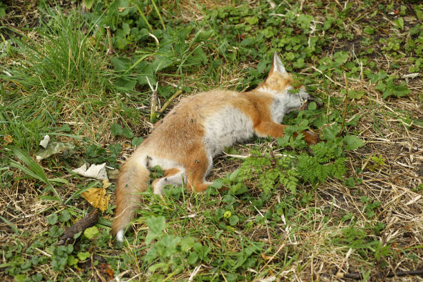 Encountering a dead fox in a nature reserve. The cause of death is unknown.