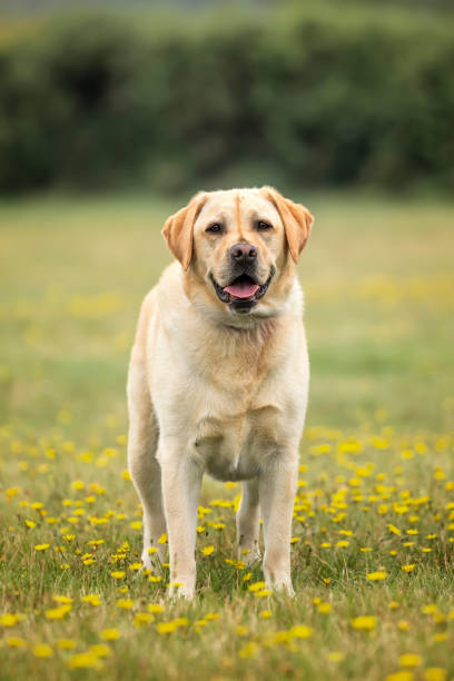 istock Yellow Labrador having fun at Ascot Heath in the summer 2194269454