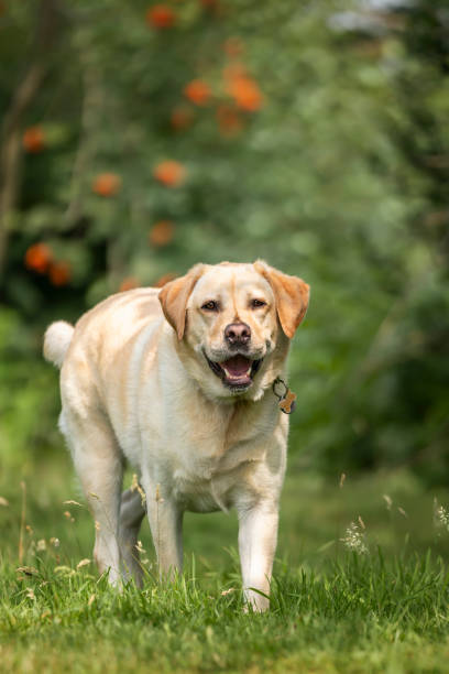 istock Yellow Labrador having fun at Ascot Heath in the summer 2194269473
