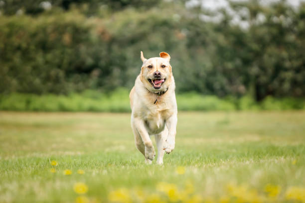istock Yellow Labrador having fun at Ascot Heath in the summer on a run 2194269497