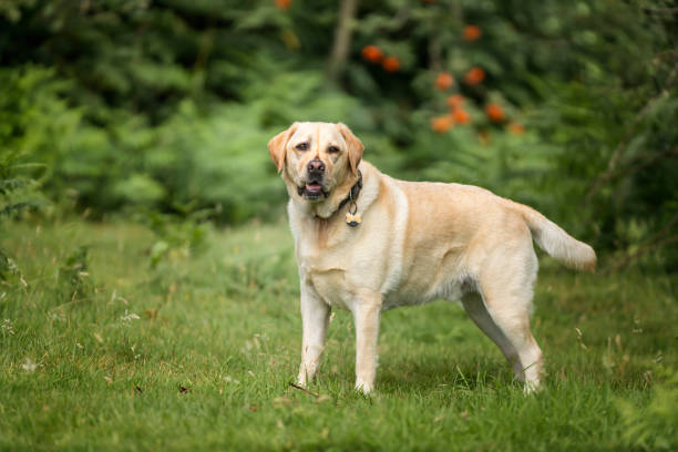 istock Yellow Labrador having fun at Ascot Heath in the summer 2194269579