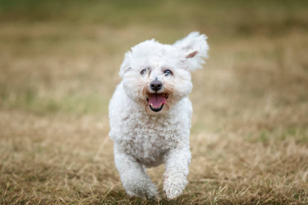 istock Bichon Frise at Ascot Racecourse in Berkshire 2194269687