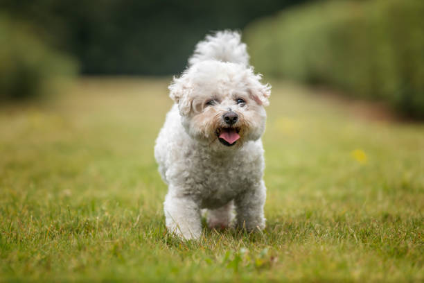istock Bichon Frise at Ascot Racecourse in Berkshire 2194269834