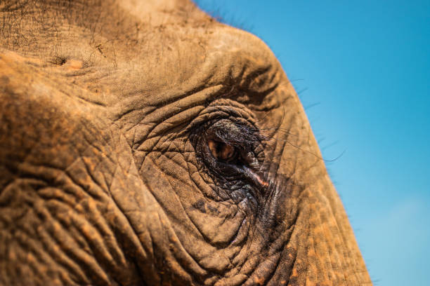 Elephant tourism offers visitors the opportunity to observe, interact with, and learn about elephants in various settings, such as sanctuaries, national parks, and ethical reserves. Responsible elephant tourism focuses on conservation, animal welfare, and sustainable travel experiences.
