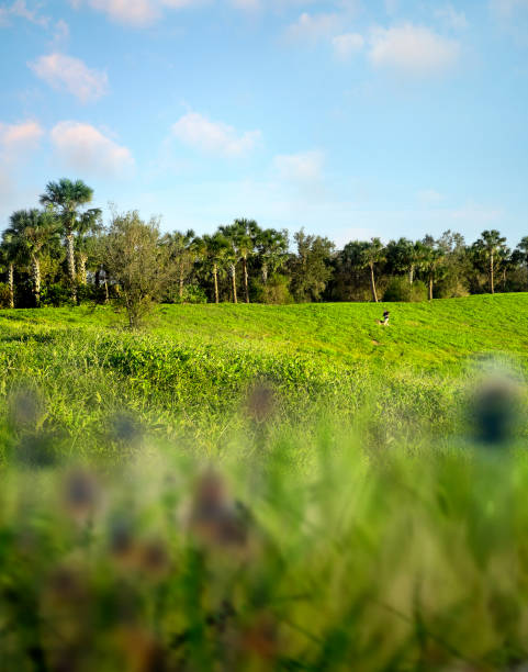 Rural landscape over sunny sky in Florida