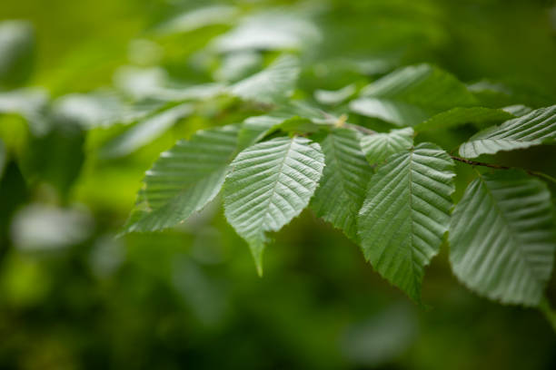The leaves of a young elm sampling in an Ontario forest.