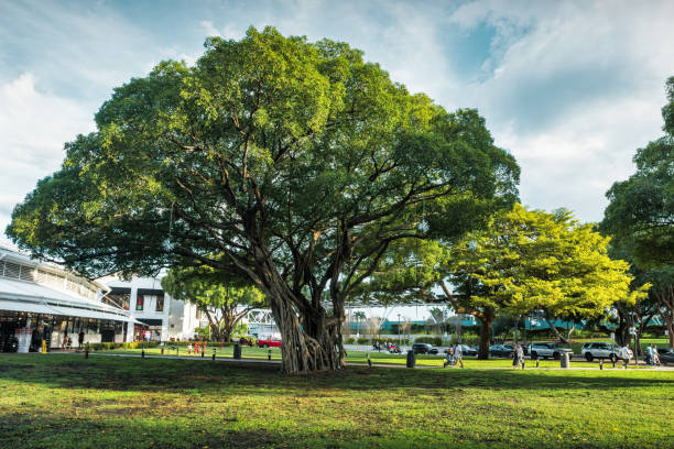 Large banyan trees at Bayside Marketplace in downtown Miami, Florida, USA