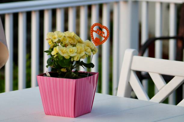 red chrysanthemum flowerpot on white isolated background.