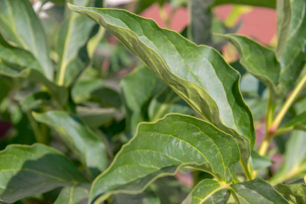 Close up photo of leaf with veining with a leafy green background