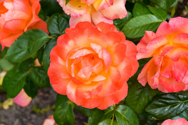 istock Orange and pink garden roses 2194274640