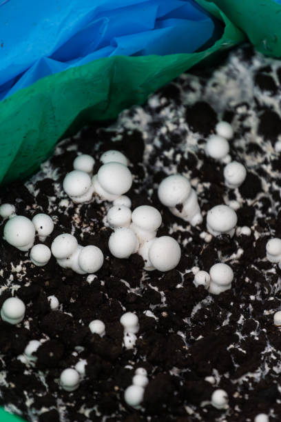 istock White champignons growing in dark soil under green and blue fabric 2194274690