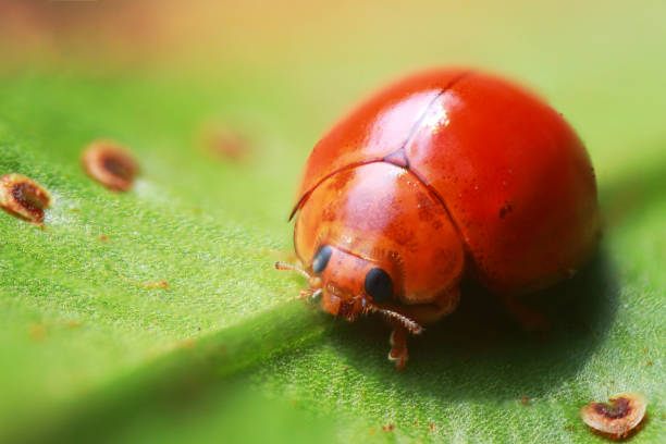 Red little ladybug captured on Metro, Lampung, Indonesia