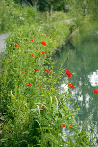 The New River Path in the Woodberry dawn Park, Hackney