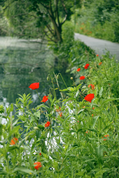 istock The New River Path in the Woodberry dawn Park, Hackney 2194278245