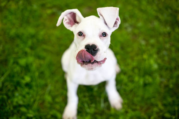istock A Great Dane puppy with large floppy ears, licking its lips 2194278959