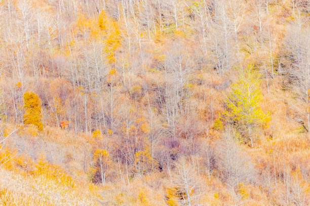 Yellow leaves on the mountain