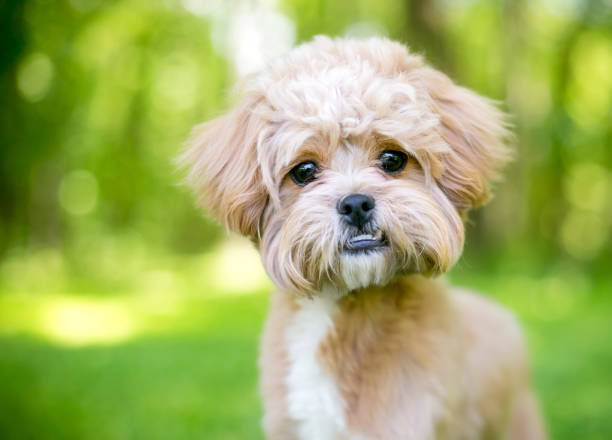 istock A cute fluffy mixed breed dog with an underbite 2194278968