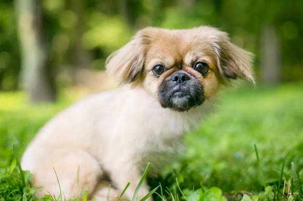 istock A cute Pekingese mixed breed puppy in the grass 2194278983
