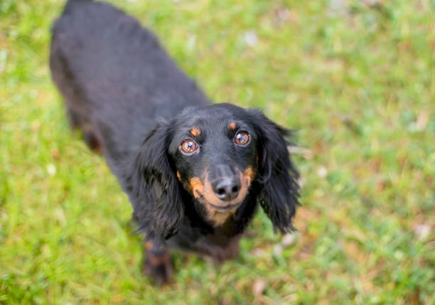 istock A black and red Long-haired Dachshund dog 2194279005