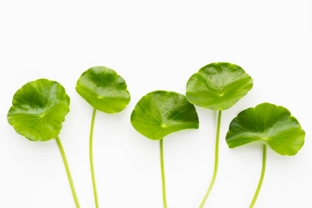 istock Fresh centella asiatica leaves. Gotu kola herb plant 2194279183