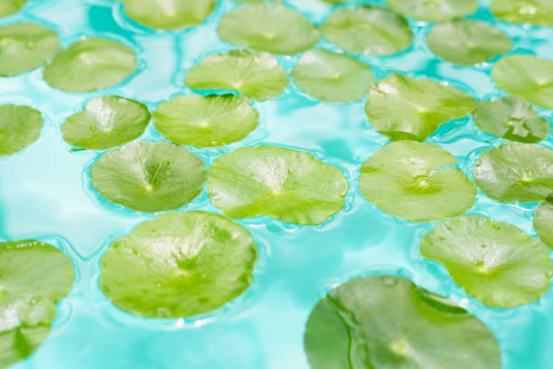 istock Centella asiatica in blue water 2194279615