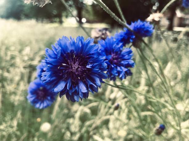 Surrounding soft focus of delicate fragile layered textured petals flora bloom bunch of flowers are violet hue flora wildflowers blooms blossoms with dark inflorescence stamen pistil nestled diversity greenery vitality rural natural outdoor nature setting tranquil flower field environment botanical garden landscape.