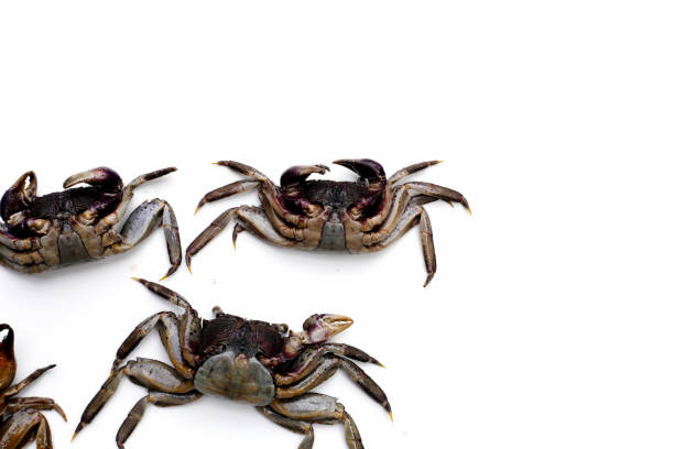 istock Preserved crabs for ingredient thai food 2194280018