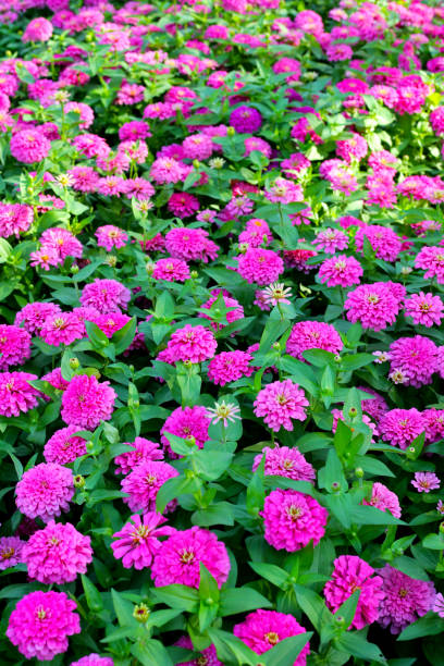 istock Blooming zinnia flowers in the field 2194280291