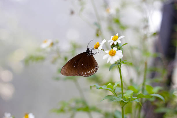 Butterfly on a red flower in the garden