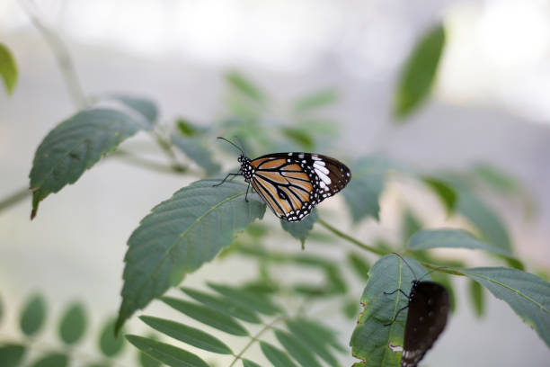 A beautiful butterfly in the garden