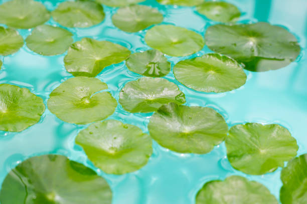 istock Centella asiatica in blue water 2194281411