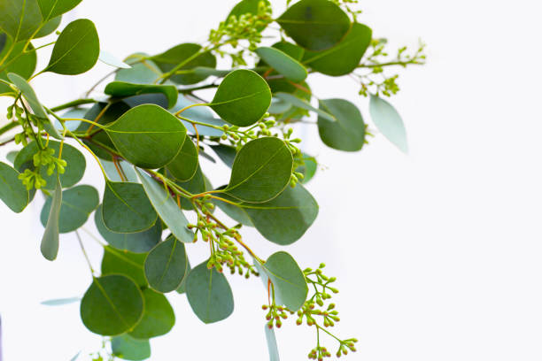 istock Eucalyptus leaves on white background. Green leaf branches. 2194281517