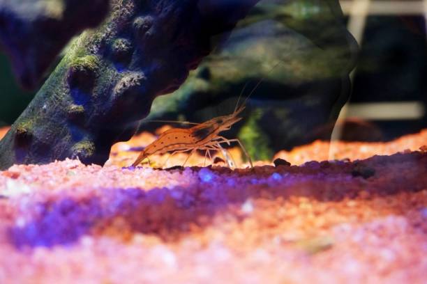 istock Shrimp in aquarium. Marine life in captivity. 2194281801